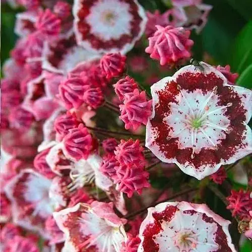 Кальмія latifolia "Bandeau" (49064) 1 саженец - фото 1
