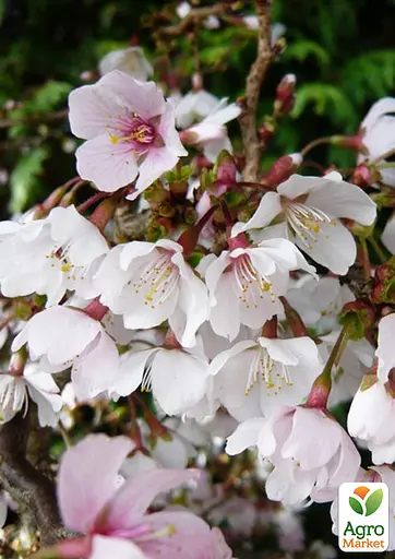 Сакура японская "Койо-но-май" (Prunus incisa Kojou-no-mai) вазон С2 (185104) 1 саженец Нидерланды - фото 2