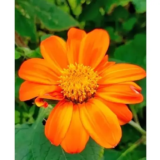 Титонія "Рудий ліхтар" Весна 1.5 г (178113) - фото 1