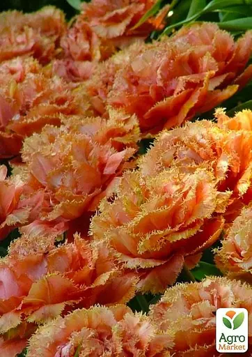 Тюльпан "Sensual Touch" (размер 10/11, большой) 2 шт (17120) - фото 4