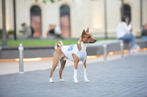 Майка для собак Waudog Clothes малюнок Сміливість M45 B 64-70 см С 35-40 см [CD] - фото 7