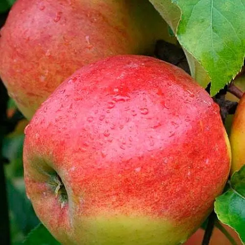 Яблуня напівкарликова Agro-Market Джонаголд укорінена в контейнері саджанець 2 роки 186589 1 саджанець в упаковці - фото 1