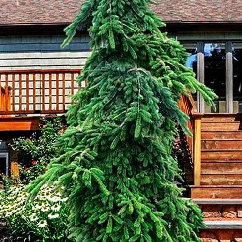 Ялиця Віча Agro-Market Pendula C10 висота 40-50 см 188144 1 саджанець в упаковці - фото 1