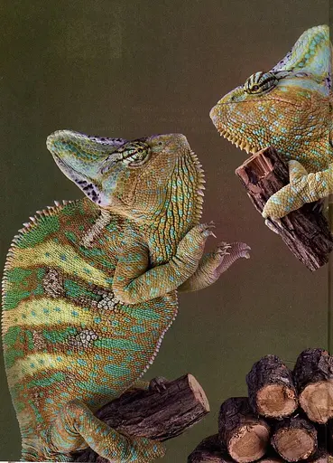 Енциклопедія для допитливих А5 : Тварини - винахідники і будівельники (Українська, 01 КРЕЙДОВАНИЙ ) - фото 3