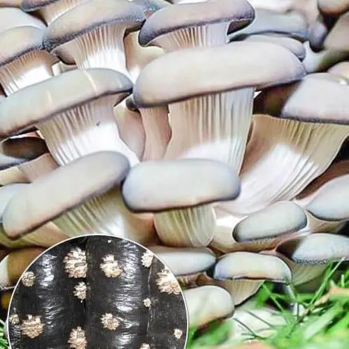 Грибний блок "Глива" розмір 75*25см, вага 8кг (105374) - фото 1