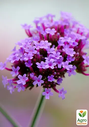 Вербена Бонарська (сухоцвіт цвіте до заморозків) вазон Р9 (188629) 1 саженец - фото 2