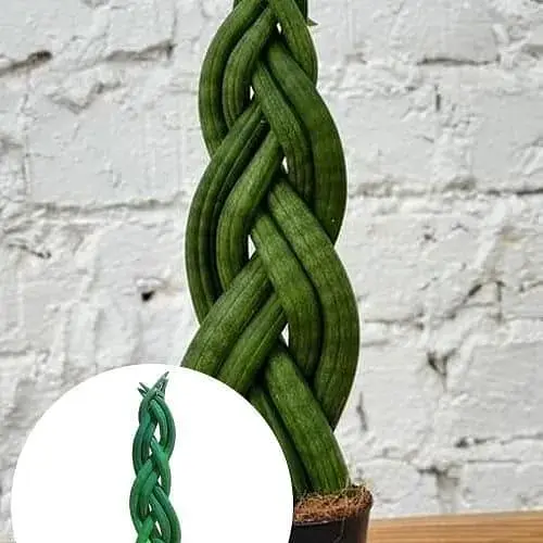 LMTD Сансевиерия КОСА Agro-Market Сylindrica 25-35см (181114) 1 саженец в упаковке  - фото 3