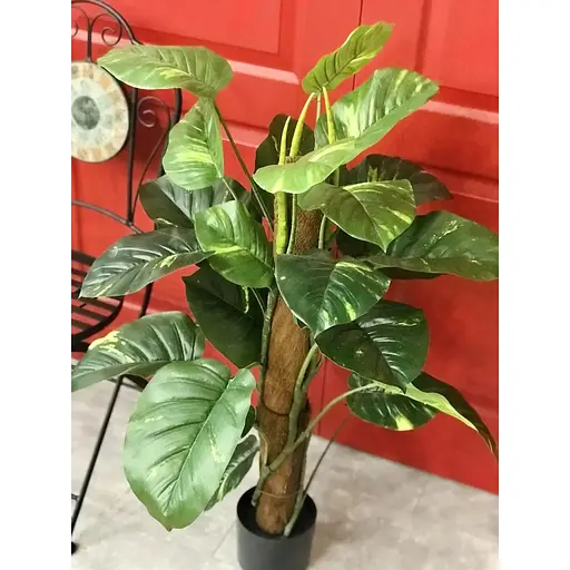 Эпипремнум Hvoya на опоре 100 см - фото 2