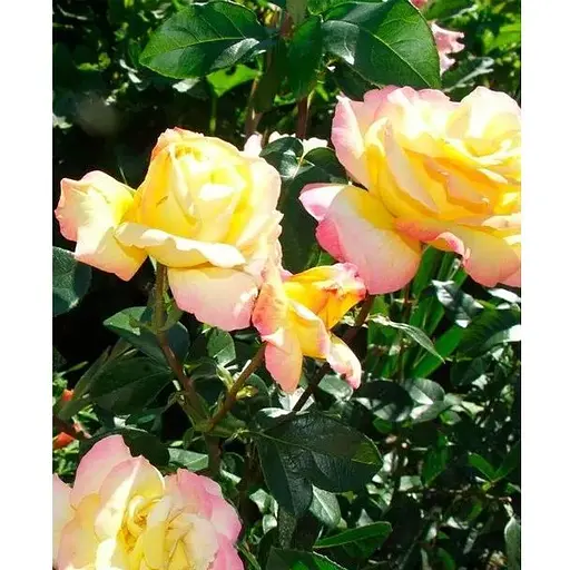 Роза в контейнере чайно-гибридная "Gloria Dei" (саженец класса АА+) (153978) 1 саженец - фото 1