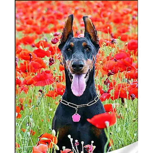 Алмазна мозаїка Strateg GM86851 Чорний доберман 30 x 40 см