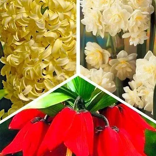 Микс луковиц Agro-Market из 3-х сортов Нежная ночь (Gentle night) 5шт луковиц (47771) - фото 1