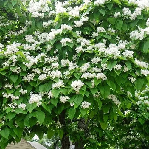 Катальпа китайская овальнолистная (Catalpa ovata), Р9 (189163) 1 саженец в упаковке - фото 1