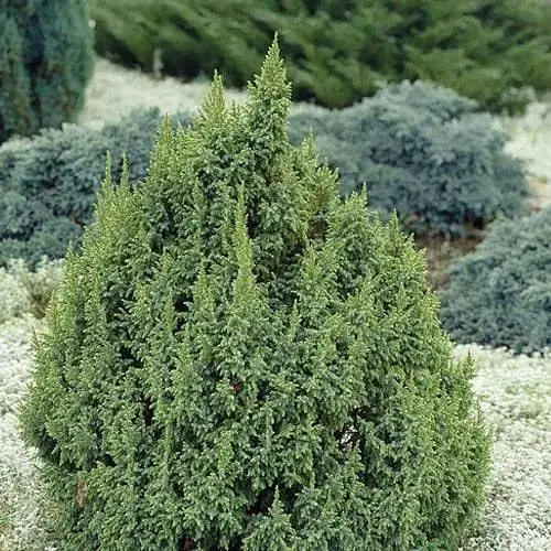 Можжевельник чешуйчатый 5-летний Loderi С5 высота 50-60см (189225) 1 саженец - фото 1