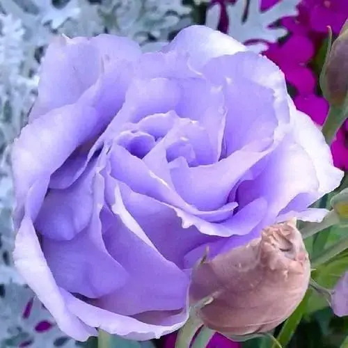 Еустома махрова "Corelli Lavender" укорінена в контейнері Р9 (50586) 1 саженец - фото 1