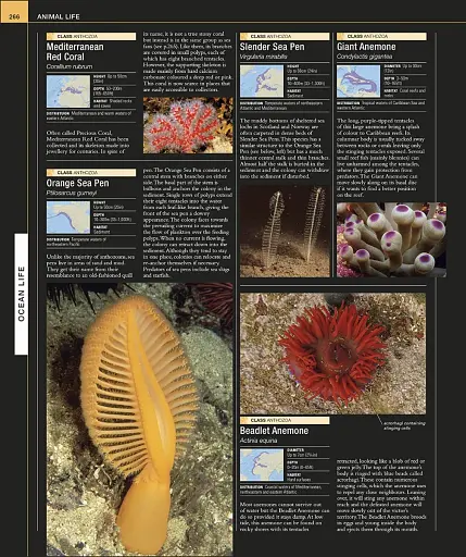 Ocean. The Definitive Visual Guide - фото 5