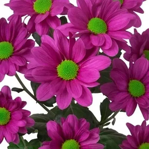 Хризантема кустовая среднецветковая "Jackson Purple" (189668) 1 саженец - фото 1