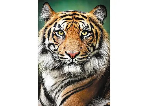 Пазл Trefl Портрет Тигра 1500 ел. (26204) - фото 2