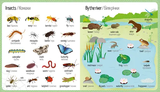 Книга Мій перший словничок. Природа. Автор - Голлі Беті (ARTBOOKS) (тв.) - фото 2