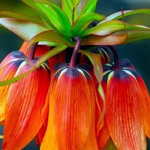 Фрітіларія "Aurora" 1 шт (17257) - фото 1