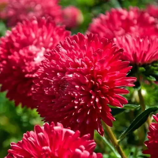 Семена Астра Насіння України Художественная Скарлет 0.25 г (774000) - фото 3