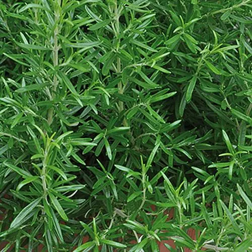 Розмарин "Abraxas", С2 (сильный хвойный аромат и декоративный вид) (189780) 1 саженец в упаковке - фото 1