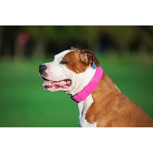 Ошейник для собак кожаный Waudog Glamour с QR-паспортом без украшений L Ш 25 мм Д 38-49 см розовый - фото 5