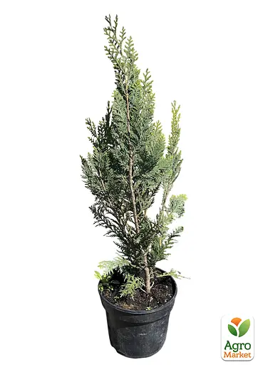 Кипарисовик Лавсона "Alumi" С3 висота 20-30см (184975) 1 саджанець - фото 2