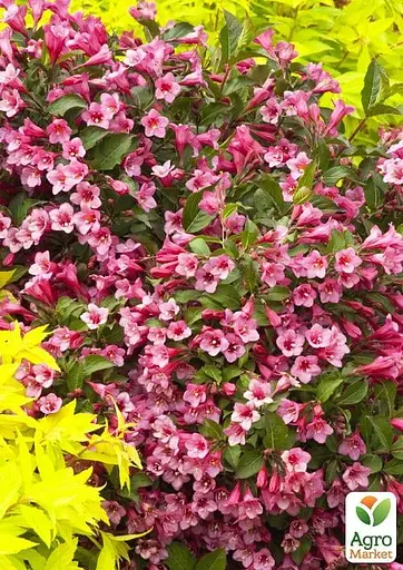 Вейгела Minuet (Weigela'Minuet') S3 висота 50-60см (62741) 1 саженец - фото 2