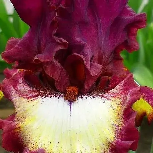 Ирис бородатый крупноцветный бородатый "Class Ring" (181083) 1 шт - фото 1