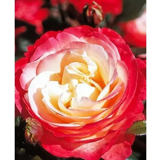 Роза в контейнере чайно-гибридная "Nostalgie" (саженец класса АА+) (180847) 1 саженец - фото 1