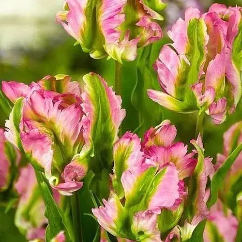 Тюльпан "Green Wave" 2 шт (50709) - фото 1