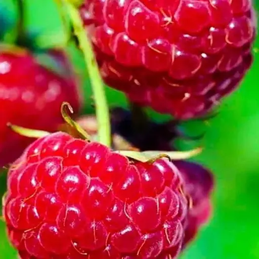 Малина Agro-Market "Meeker" (средний срок созревания) 1-летний саженец (189472) 1 шт в упаковке - фото 1