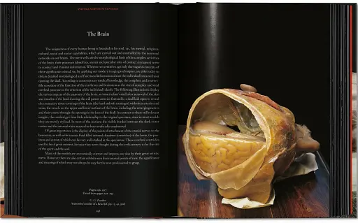 Anatomical Waxes. 45th Edition - фото 19