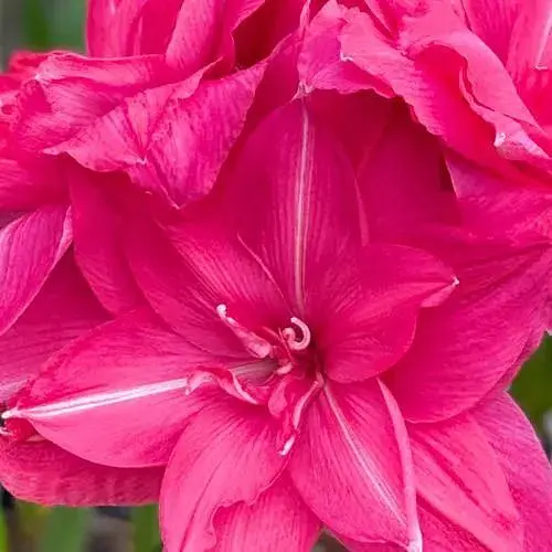 Гіппеаструм махровий «Candy Nymph» (Амариліс) (190863) 1 шт - фото 1