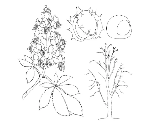 Листяні дерева. Навчальна книжка-розмальовка - фото 4