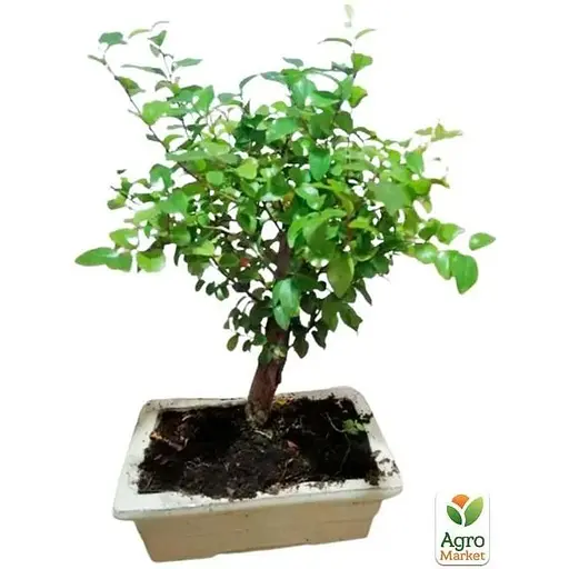 Бонсай Agro-Market Sageretia thea (63543) 1 саженец в упаковке комнатный - фото 1