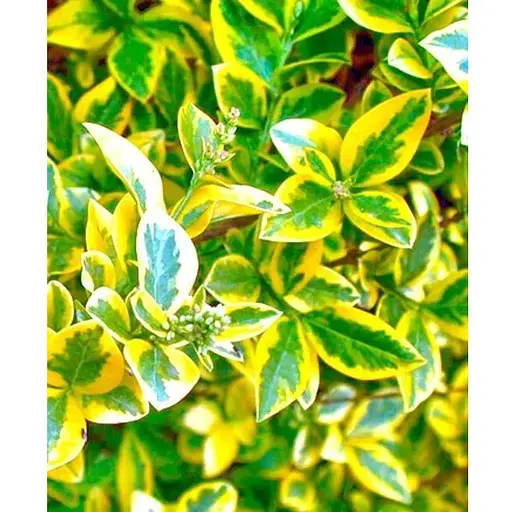 Бирючина овальнолиста "Aureum" С1.5 висота 35-40см (185365) 1 саджанець - фото 1