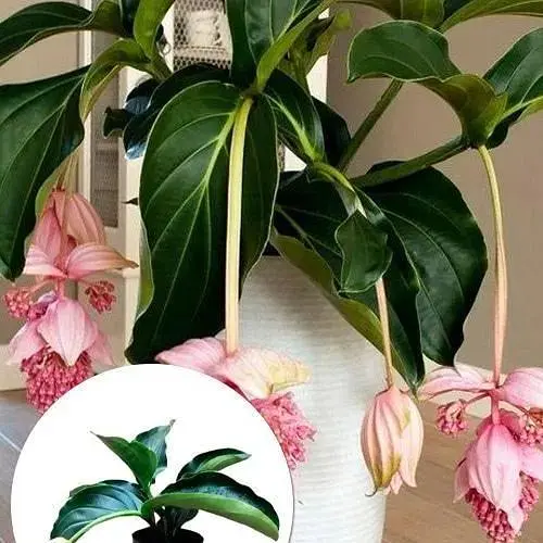 Мединилла Agro-Market Magnifica» (63327) 1 саженец в упаковке комнатный Нидерланды - фото 3