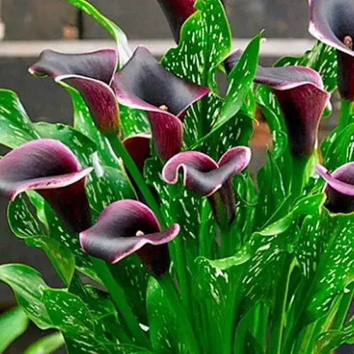 Калла "Dubai Nights" (177192) 1 шт - фото 1