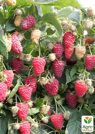 Малина ремонтантная Agro-Market "Эрика" (итальянский крупноплодный ранний, сорт) 1-летний саженец (189345) 1 шт в упаковке - фото 2