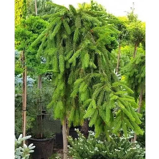 Ель плакучая на штамбе Inversa С3 высота 50-70см (112368) 1 саженец - фото 1