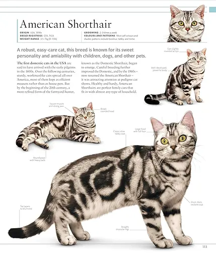 The Cat Encyclopedia - фото 11