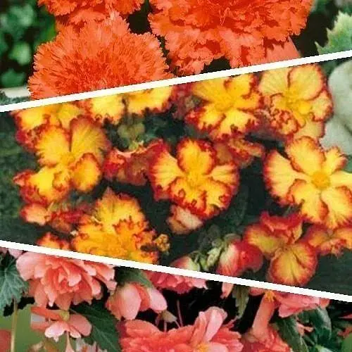 Бегонія Agro-Market мікс з 3-х сортів Надія (Hope) 3шт в комплекті (45735) - фото 1