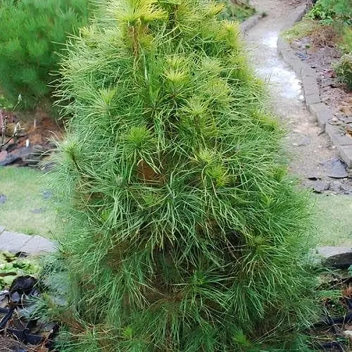 Сосна привитая Agro-Market 2-х летняя обыкновенная Xavery С3 высота 20-30 см 188214 1 саженец в упаковке - фото 1