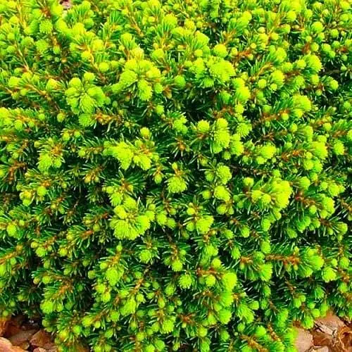 Ялина європейська Agro-Market Little Gem С2 висота 15-20 см 71812 1 саджанець в упаковці - фото 1