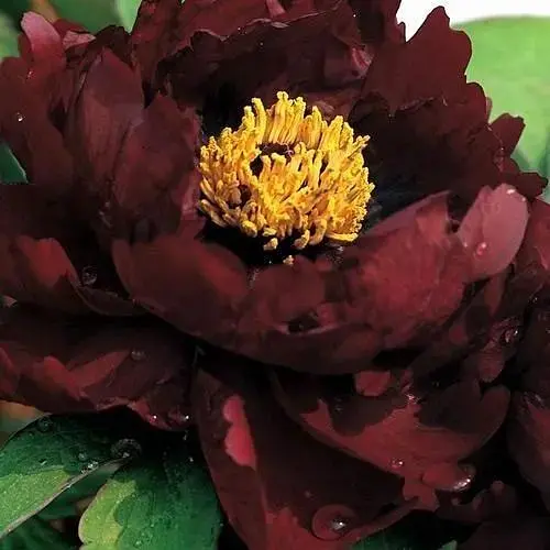 Пион древовидный "Black Panther" (49755) (Корневище) 1 шт - фото 1