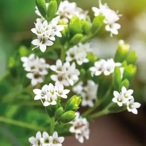 Стевия "Sweet leaf" (сахарозаменитель, лекарственное растение), С2 (184456) 1 саженец в упаковке - фото 1