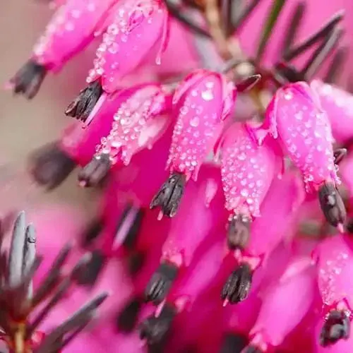 Еріка дарленська 2х-річна Bordo вазон С1.5 (189913) 1 саджанець в упаковці Нидерланды - фото 1