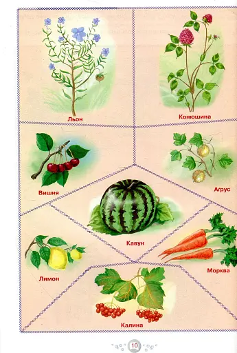Я досліджую світ. 1-4 класи. Енциклопедія для чомусиків - фото 10