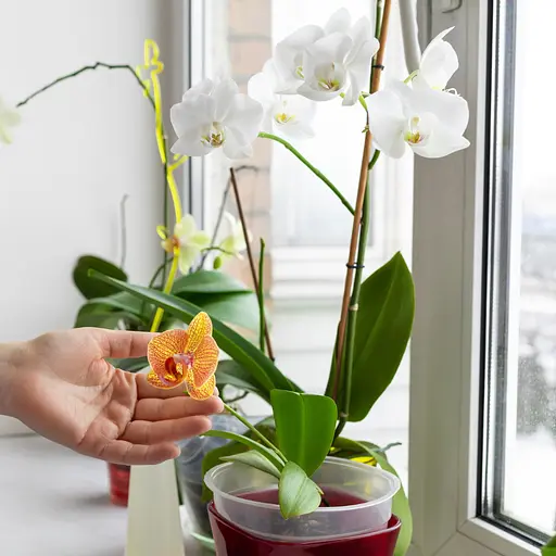 Добрива для орхідей у паличках COMPO - фото 9